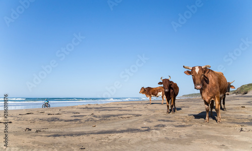 Cycling on the beach in South Africa with cow photo