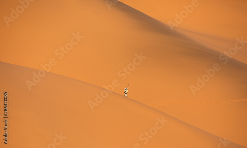 Solitary oryx standing on a sand dune in Sossusvlei desert during sunset on the edge of shadowy and light sand. Sossusvlei, Namibia. photo