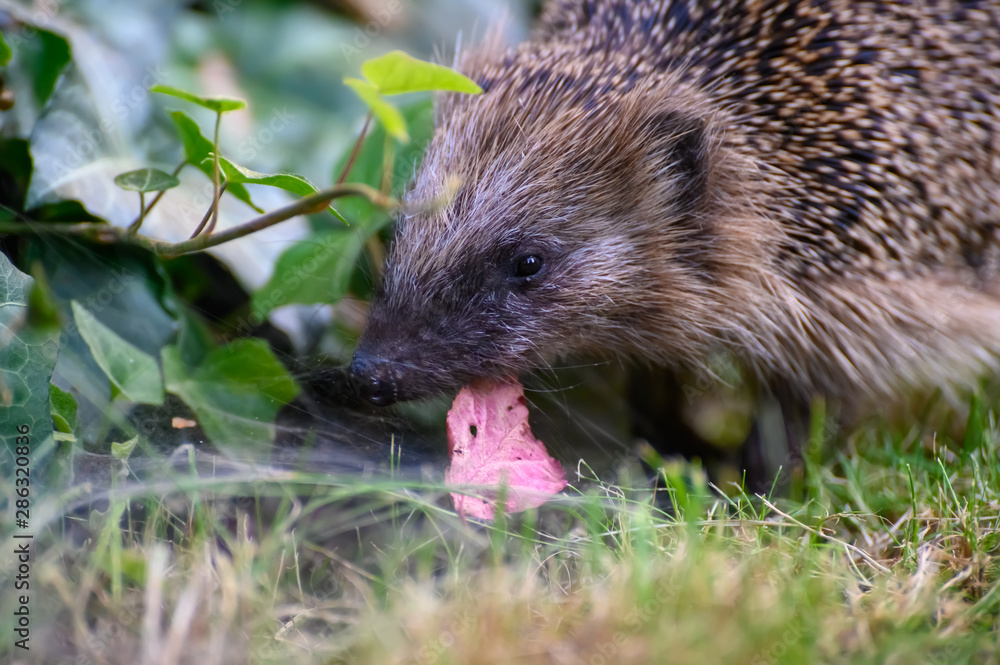 Igel Igel