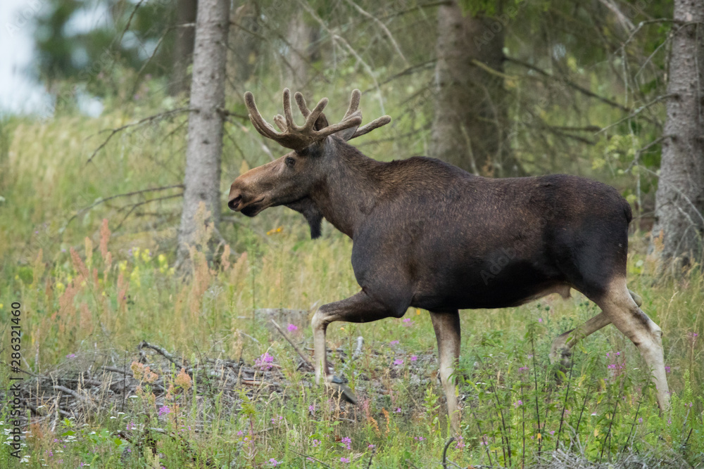 Mammal - bull moose (Alces) Mammal - bull moose (Alces)