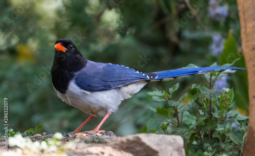 Red billed Blue magpie bird in Sattal