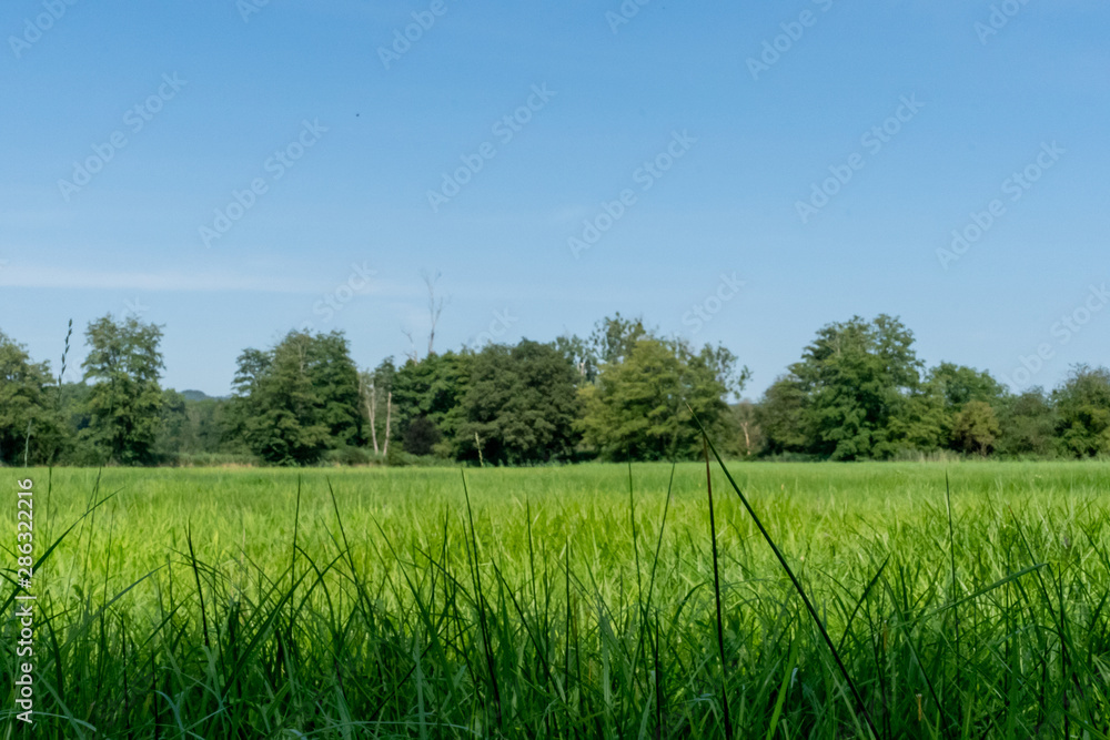 Fototapeta premium Saftige Wiese im Naturschutzgebiet