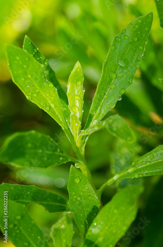 Water drops on green garden plants