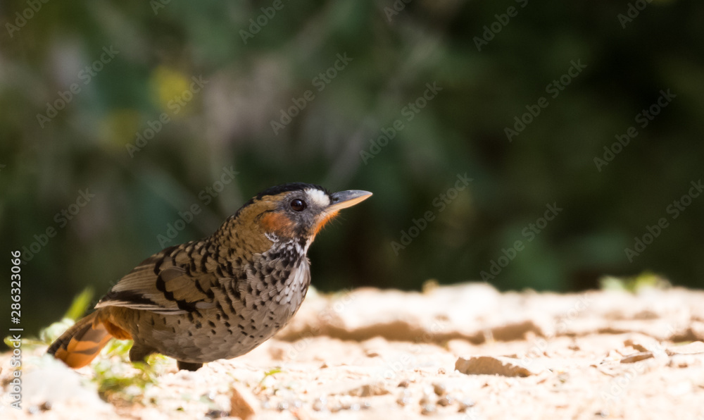 Rufous Chinned Laughing Thrush searching food in Sattal Rufous Chinned Laughing Thrush searching food in Sattal