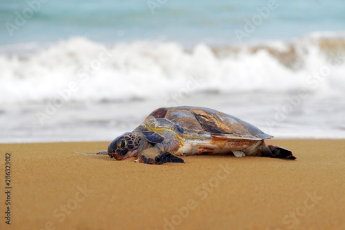 dead sea turlte washed ashore photo