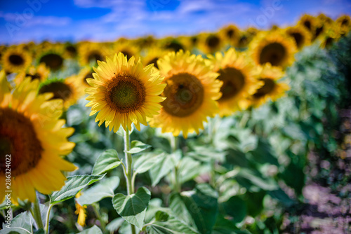 Gorgeous natural Sunflower  landscape  blooming sunflowers agricultural field  cloudy blue sky