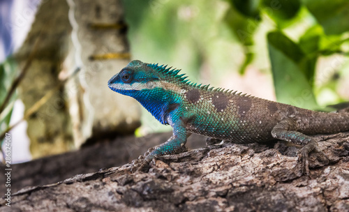 Fotografie, Obraz Male lizards colorful in thailand