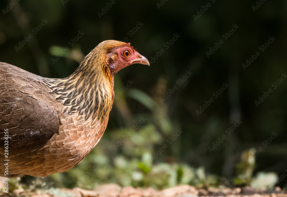 Jungle Fowl Female ortrait shoot with green background in the jungles of Sattal while searching for food