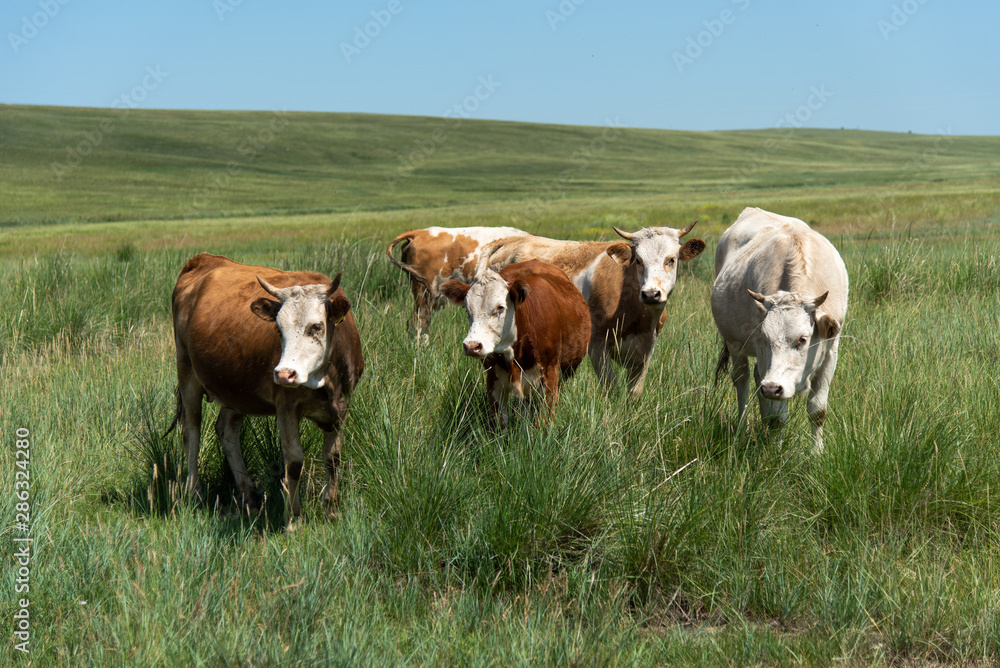 Cows in the field, summer landscape