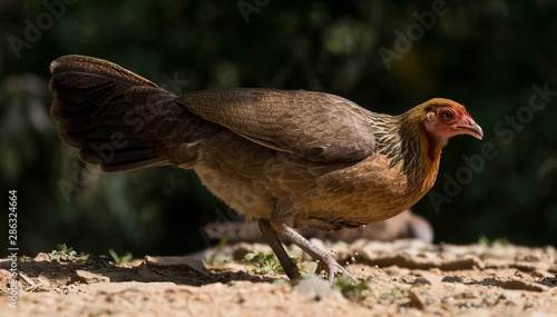 Jungle Fowl Female ortrait shoot with green background in the jungles of Sattal while searching for food