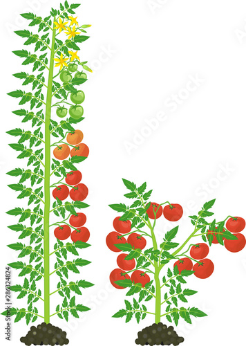 Determinate and indeterminate tomato plants with green leaf and red tomatoes isolated on white background