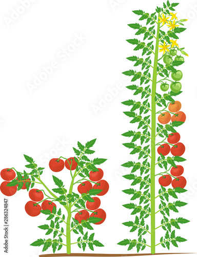 Determinate and indeterminate tomato plants with green leaf and red tomatoes isolated on white background