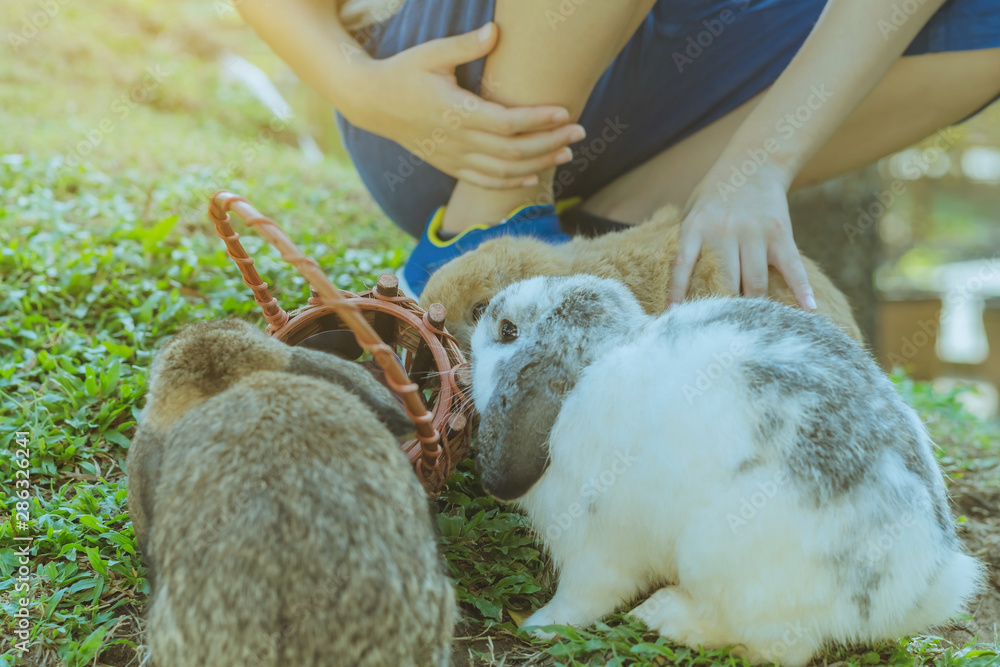 Kid feeding and petting rabbits  outside during spring time in garden.