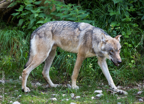 Wolf durchstreift Wildpark Grünau im Almtal © rubrafoto