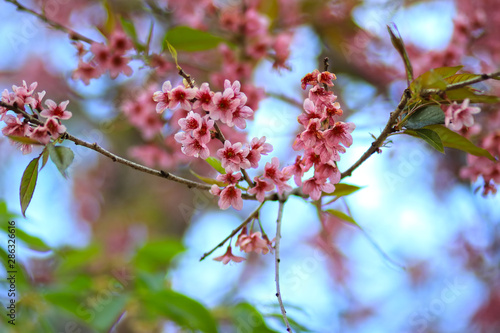 Thailand cherry blossom