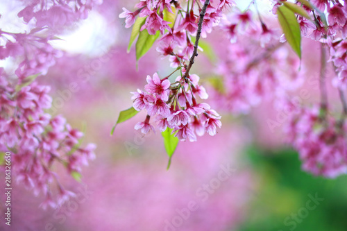 Thailand cherry blossom