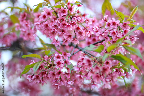 Thailand cherry blossom