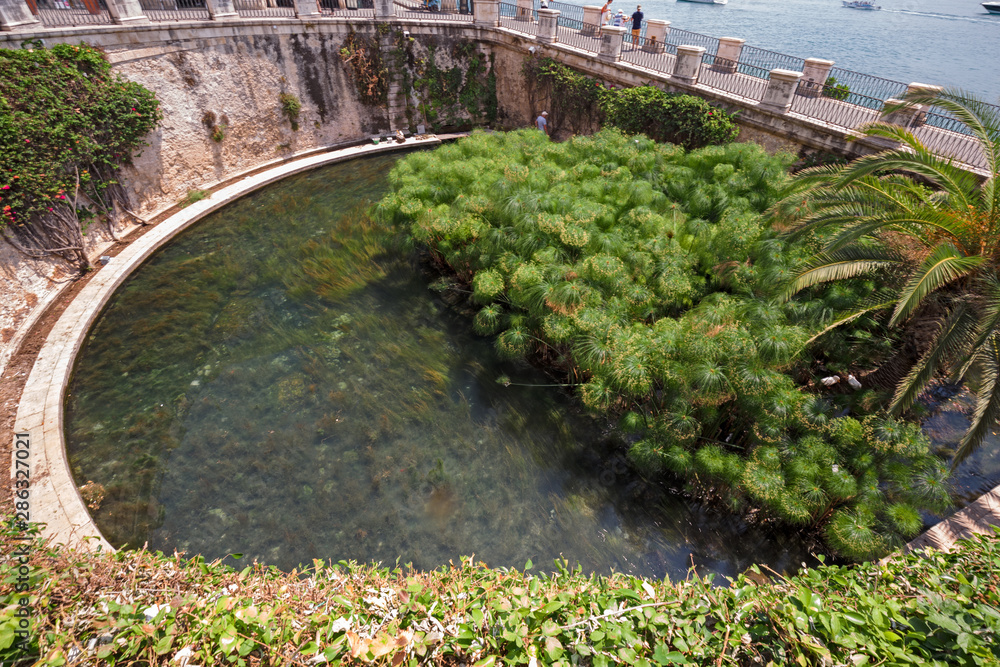 View from above of the ancient source Arethusa with its papyrus, in the historic center of the island of Ortigia in Syracuse, Sicily Italy.