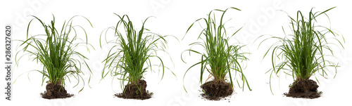 green fresh grass meadow isolated on white backgound