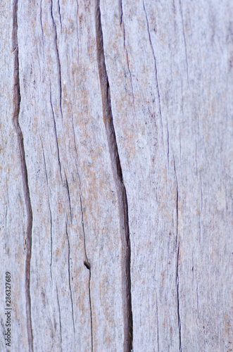 Wallpaper Mural Close up Australian tree bark pattern and texture Torontodigital.ca