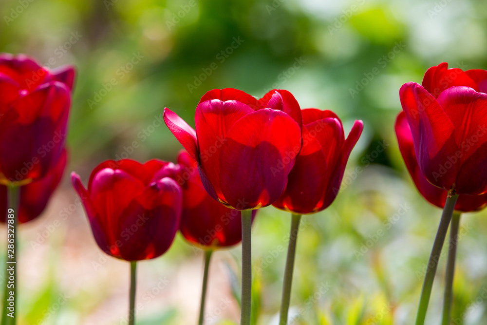 Fototapeta premium Tulpenblüten auf der Insel Mainau