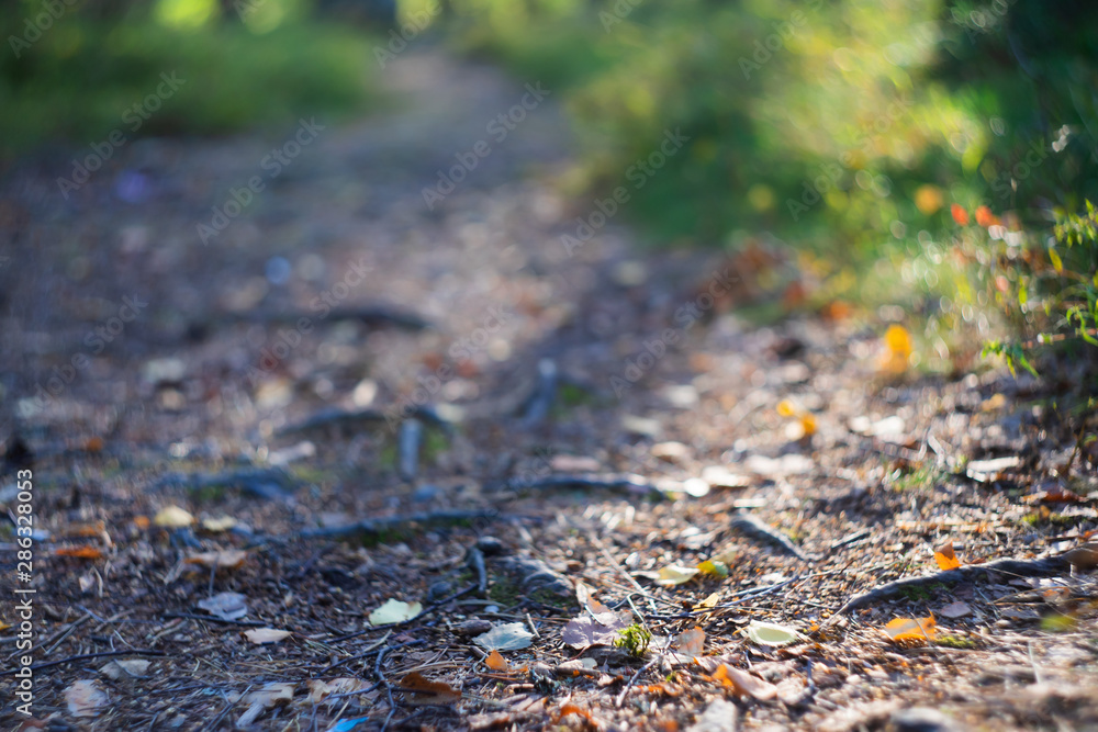 Trail in the autumn forest. The beginning of autumn, the concept of a pleasant, nostalgic atmosphere. Trail in the autumn forest. The beginning of autumn, the concept of a pleasant, nostalgic atmosphere.