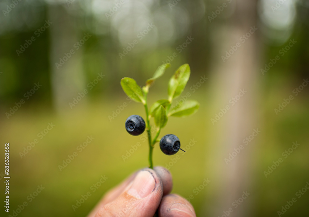 Blaubeer-Zweig in der Hand im finnischen Blaubeerwald Blaubeer-Zweig in der Hand im finnischen Blaubeerwald