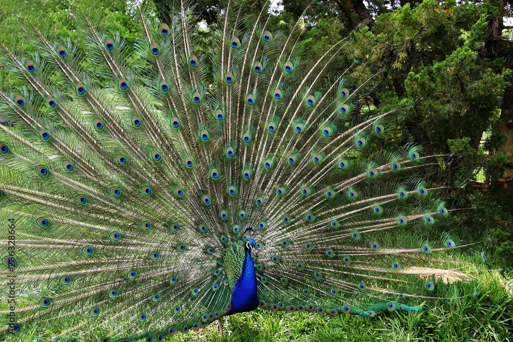 Obraz premium Proud Peacock