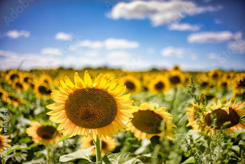Gorgeous natural Sunflower landscape, blooming sunflowers agricultural field, cloudy blue sky