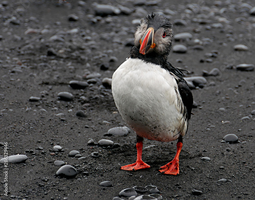 Obraz na plátně Macareux moine qui se fait sécher sur la plage de Reynisfjara en Islande