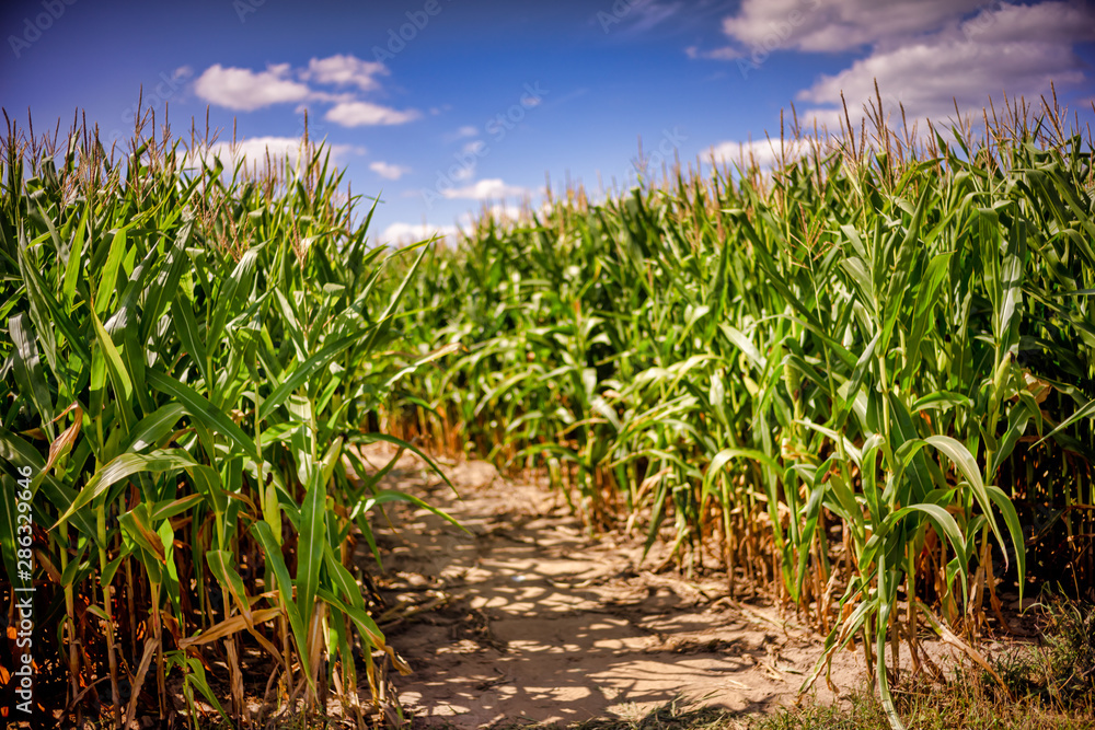 Beautiful a green corn field view, before harvest and blue sky Beautiful a green corn field view, before harvest and blue sky