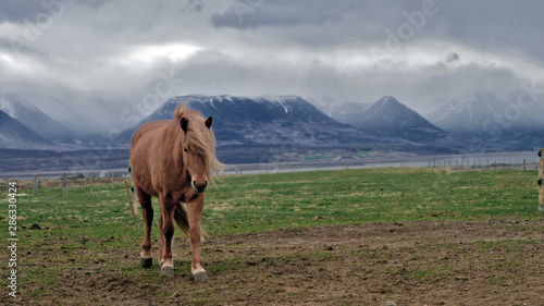 Les chevaux islandais dans la nature sauvage