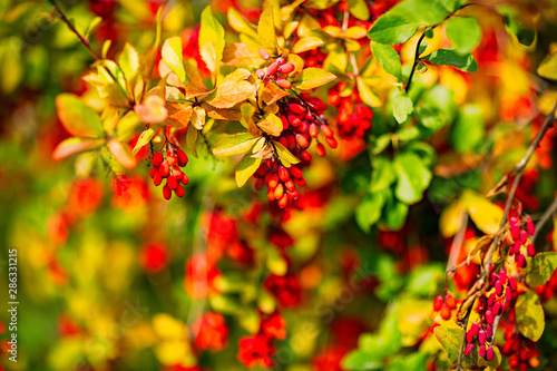 barberry Bush with ripe berries, shot on a Sunny August day