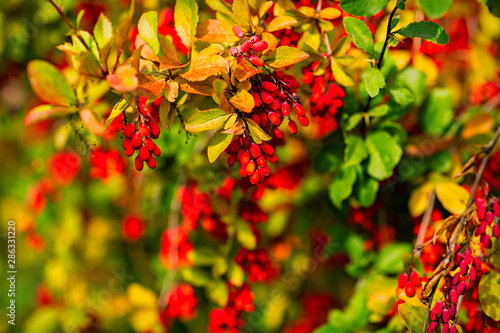 barberry Bush with ripe berries, shot on a Sunny August day