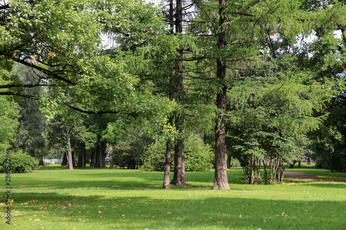 Fototapeta empty city green park with lawn tall trees and trimmed grass with fallen leaves
