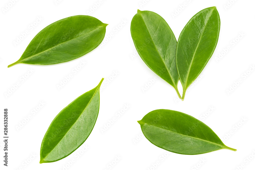 a group of beautiful wide leaves on white