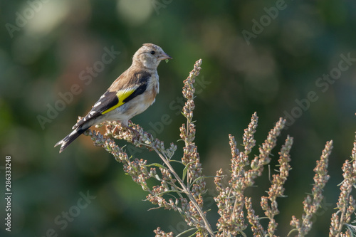 European goldfinch bird sits on thistle straw