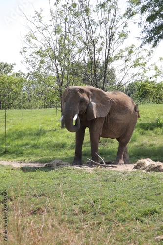 Photography Zoo elephants