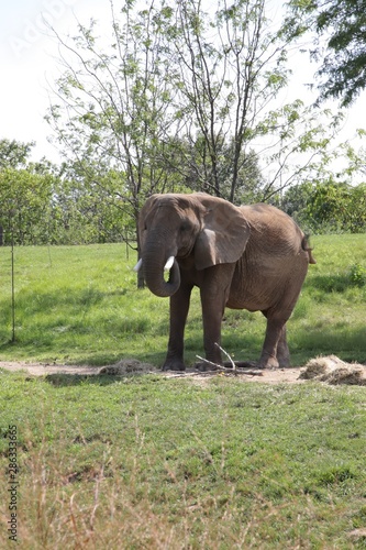 Zoo elephants