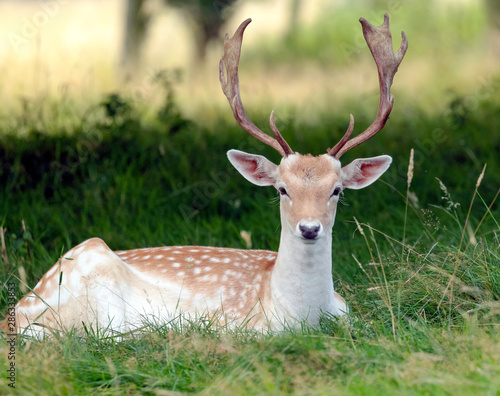 deer in grass