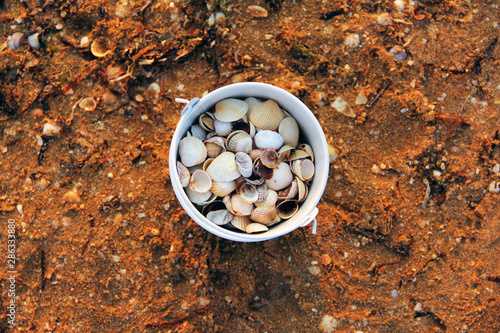 Seashells on the seashore. Seashells in a bucket