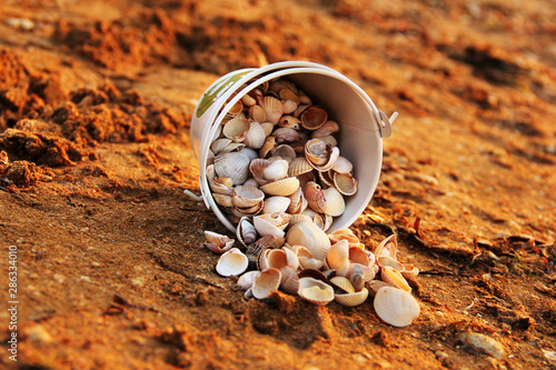 Seashells on the seashore. Seashells in a bucket photo