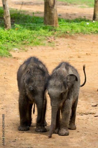 Sri Lanka baby elepahnts friends cute photo