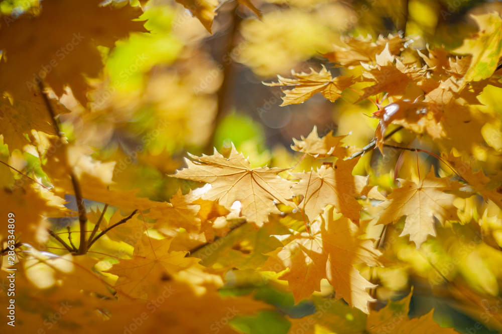 Yellow autumn colors of foliage. Branch with yellow leaves on a blurred background. Copy space. Background. Blur Yellow autumn colors of foliage. Branch with yellow leaves on a blurred background. Copy space. Background. Blur