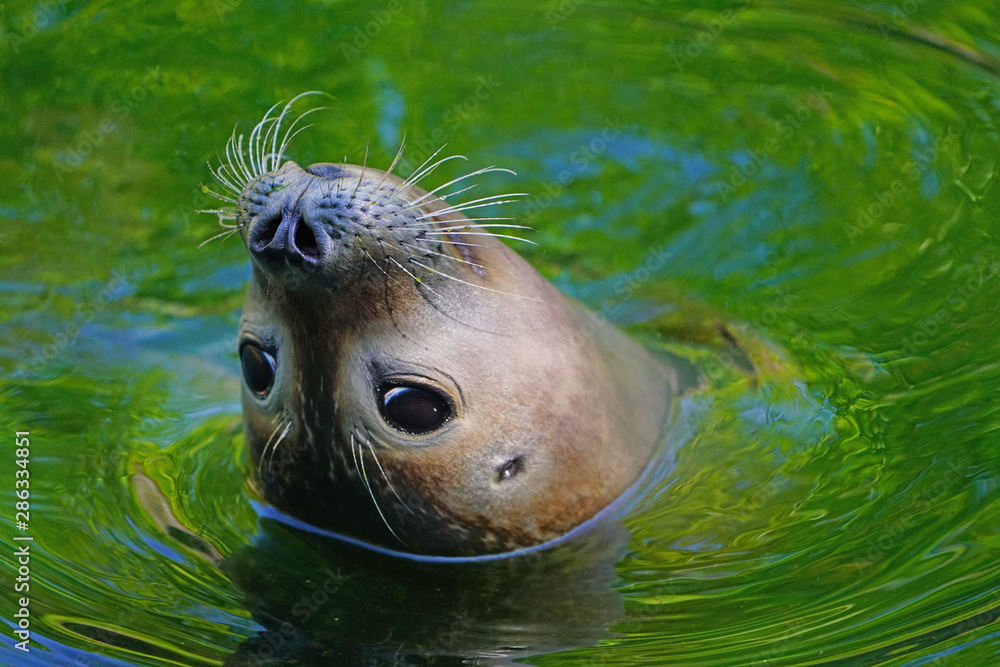 Obraz premium Close-up head of a seal with whiskers in green and blue water