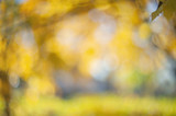Yellow autumn colors of foliage. Branch with yellow leaves on a blurred background. Copy space. Background. Blur. Noise