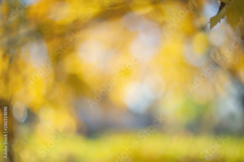 Yellow autumn colors of foliage. Branch with yellow leaves on a blurred background. Copy space. Background. Blur. Noise © oksanamedvedeva