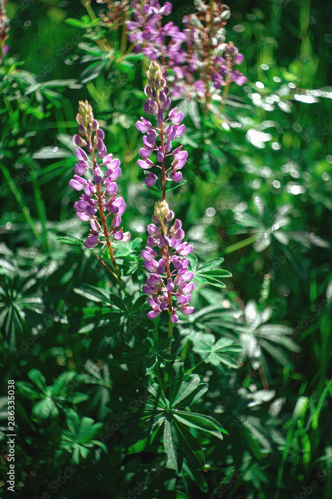 A field of lupins with pink flowers. Purple and pink Lupin in the meadow. Pink inflorescences of lupine. Retro look A field of lupins with pink flowers. Purple and pink Lupin in the meadow. Pink inflorescences of lupine. Retro look