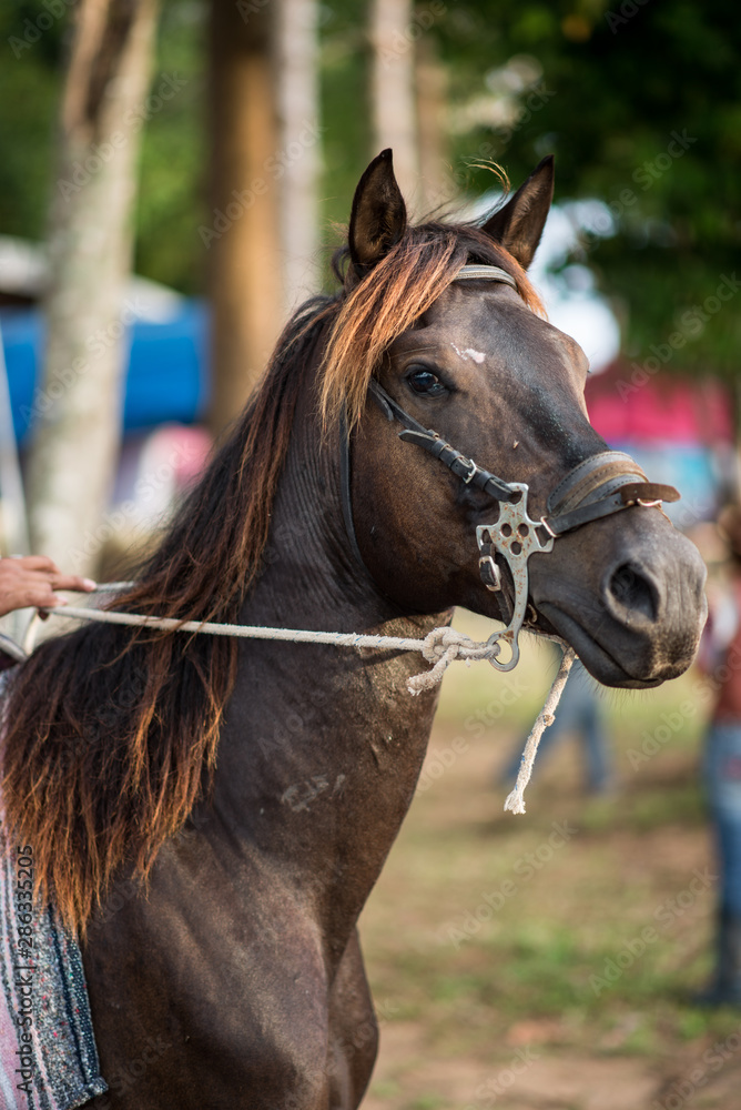 Obraz premium buffaloes horse and dwarf caw in the farm 
