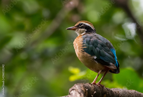 India Pitta bird sitting on the perch of tree with laving green background. The Bird have 9 different colors. © Abhishek Mittal